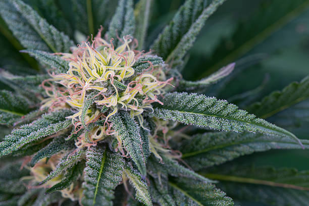 Is Recreational Marijuana Legal in Denver?