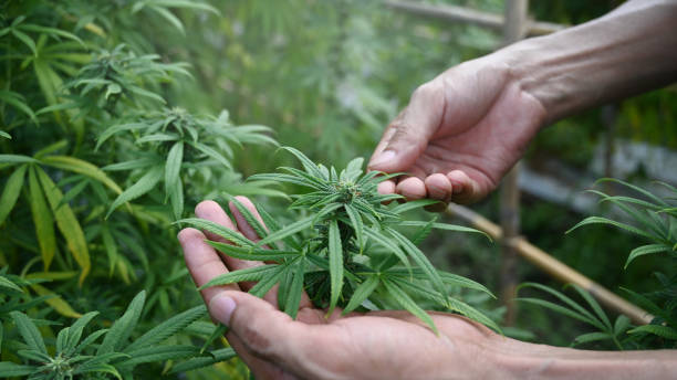 Where Can I Buy Recreational Marijuana in Denver?